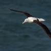 Albatros Sanforduv - Diomedea sanfordi - Northern Royal Albatros_7657